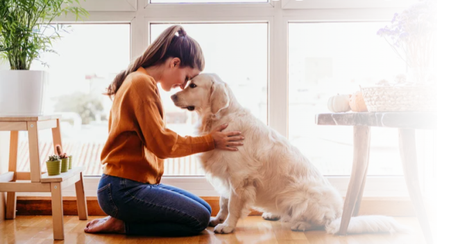 can sophie the dog image