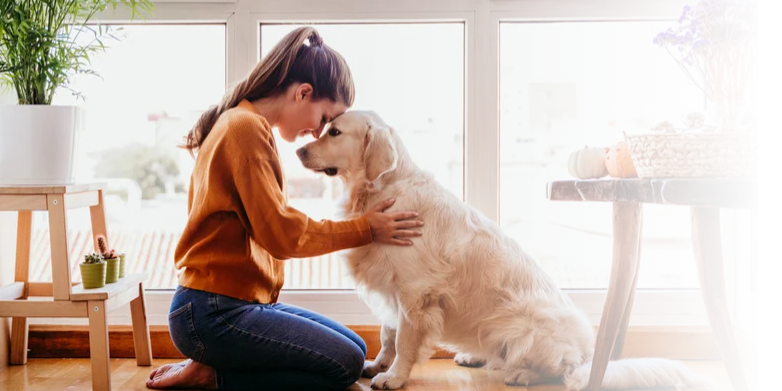 can sophie the dog image